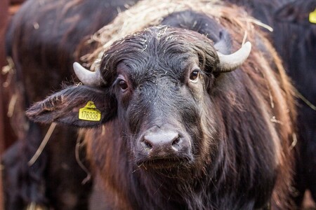 Buvol domácí může vážit až 900 kilogramů a má rád vodu, v níž je schopen trávit i celé dny