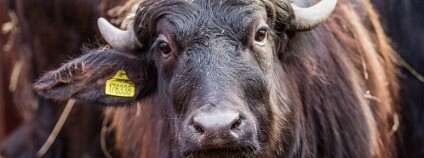 Buvol v ostravské zoo Foto: Pavel Vlček / Zoo Ostrava