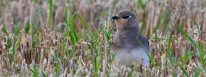 Ouhorlík černokřídlý Foto: P. Spacil Moravský ornitologický spolek