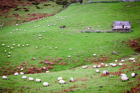 Zastánci zákona tvrdí, že chtějí chránit divokou zvěř, údajně ohroženou pasteveckými psy, a také přírodu. Jeho odpůrci se domnívají, že za přijetí zákona lobbovali rumunští boháči, aby si zajistili dostatek zvěře na odstřel
