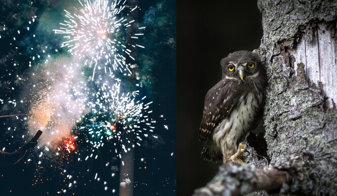 Divoká zvířata stresují hlasité výbuchy a ostré světelné efekty, které jsou průvodním jevem zábavní pyrotechniky.