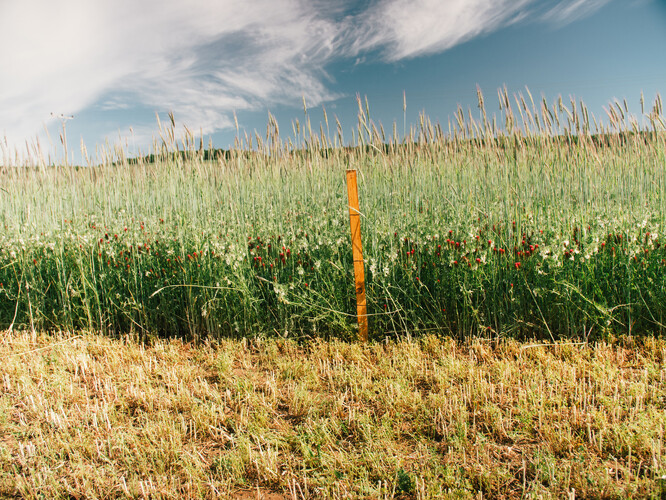 1,5 m vysoký porost ozimé směsky, který je připraven k terminaci.