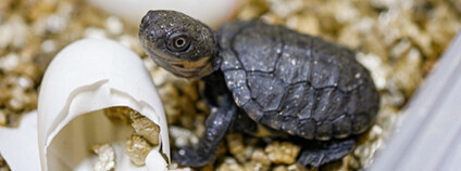 Foto: Miroslav Bobek / archiv autora