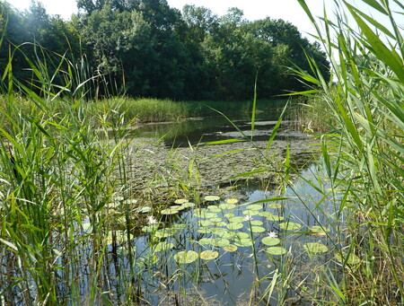 Jezírko Kutnar v květnu 2010. Populace leknínu obnovená ze semenné banky, stav 3 roky po revitalizaci.