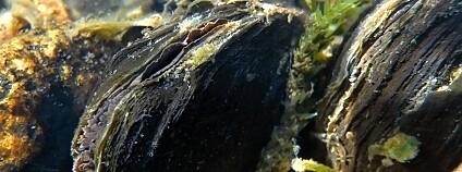 Foto: Jana Slezáková / Beleco