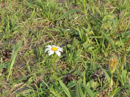 Kopretina bílá na pastvě.