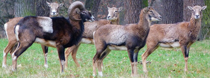 Foto: Josef Holeš / archiv autora