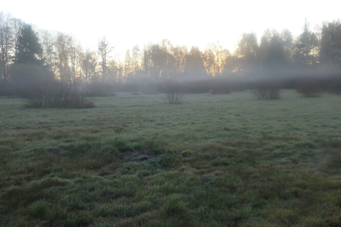 Ráno na mokřadu Na Skřivánku.