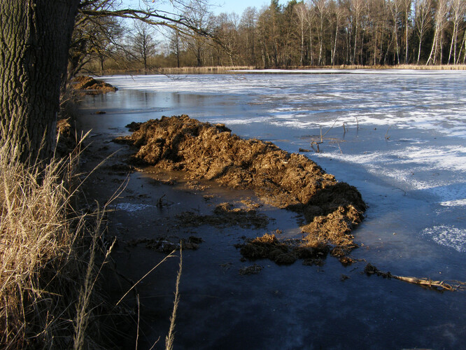 Živiny pouze v trochu jiné formě (Hraniční rybník na Třeboňsku 2023).