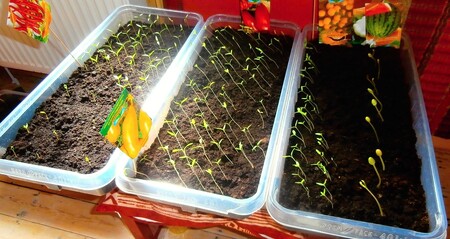 Při nedostatku světla bude výsev nezdravě vytáhlý.