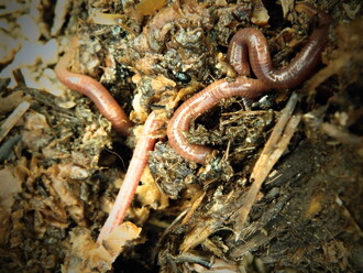 Žížaly se dají i chovat ve velkém a využívat na kompostárnách.