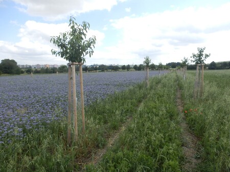 Jedním z nástrojů, jak bojovat proti klimatickým změnám, výkyvům počasí a suchu, je bránění nadměrné erozi půdy. Praha proto na svých polích zakládá nové meze, remízky a stromořadí, která z velkých lánů vytváří několik menších polí.
