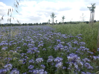 Obnova remízků a mezí v Praze.