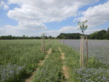 Obnova remízků a mezí v Praze.