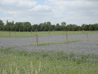 Obnova remízků a mezí v Praze,
