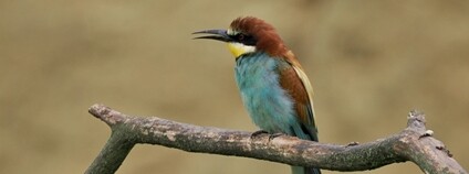 Vlha pestrá Foto: Zdeněk Němeček Moravský ornitologický spolek - středomoravská pobočka ČSO