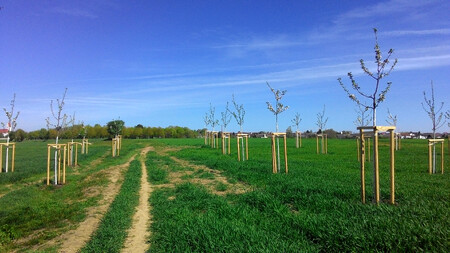 Kroměřížská radnice připravuje výsadbu zeleně podél existujících i zaoraných polních cest, které jsou v majetku města. / Ilustrační foto