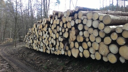 Hlavním úkolem v boji proti kůrovci je podle Peroutky monitoring a včasná těžba, následuje asanace.