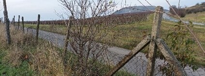 Od pálavského Děvína zmizely téměř 4 km plotu Foto: Jiří Kmet AOPK ČR