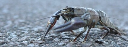 Rak signální Foto: generalising Flickr.com