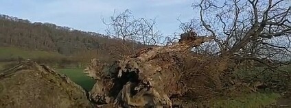 foto: Mega News / youtube.com