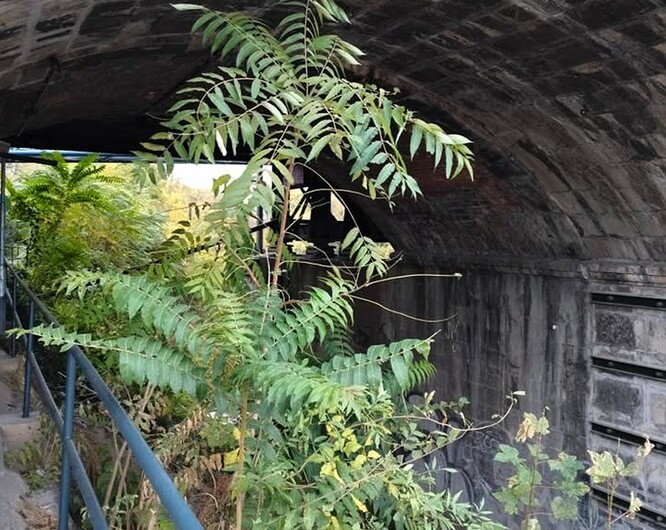 Pajasan žláznatý.