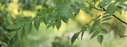 Foto: Mendelova univerzita v Brně