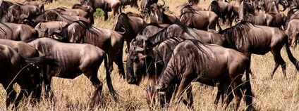Pakoně v keňské rezervaci Masai Mara migrují do tanzanského parku Serengeti Foto: Alan Green Flickr.com