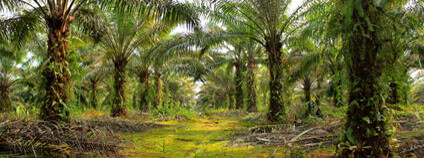 Foto:  Michal Gálik / Koalice proti palmovému oleji