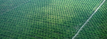 plantáž Centrální Kalimantan, Borneo Foto: Klima- og milj&#248;departementet / Flickr