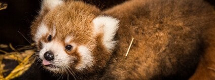 Mládě pandy červené Foto: Zoo Praha