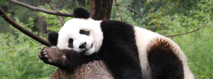 Panda velká Foto: Blake Lennon Flickr
