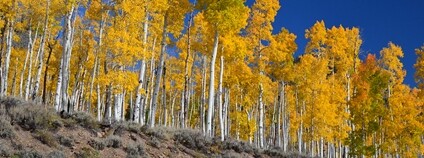 Pando Foto: Intermountain Forest Service, USDA Region 4 Photography Flickr