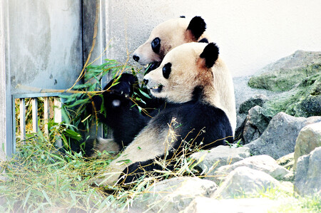 Pandy Mej Lun a Mej Chuan, vychované v Atlantě, se snaží přizpůsobit se tomu, s čím se ještě nesetkaly. Mají problém pochopit slovní pokyny, i když na vyslovení svých jmen reagují.