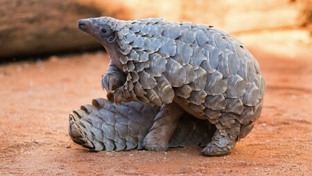Čeští filmaři spolu s pracovníky liberecké zoologické zahrady připravují dokument, který by měl pomoci luskounovi, z několika stran ohroženému živočichovi. / Ilustrační foto
