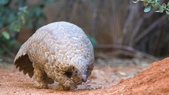 Luskoun je zvíře, které je momentálně asi nejvíce pašovaným živočichem na světě.