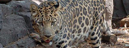 Levhart mandžuský Foto: Derek Ramsey Wikimedia Commons