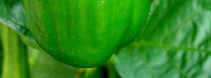 Paprika setá (Capsicum annuum)