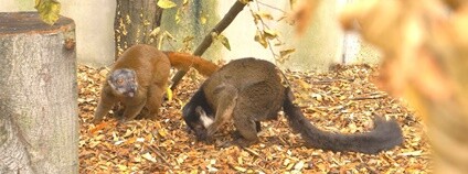 Lemuři šedohlaví Foto: Enrico Gombala Zoo Ostrava