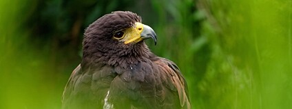 Káně Harrisova Foto: novofotoo Flickr