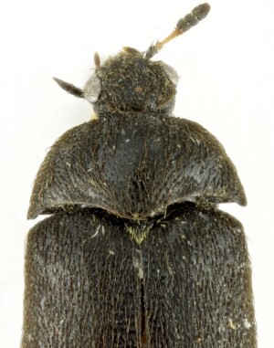 Detailní snímek jednoho z exemplářů nově objeveného druhu kožojeda moravského (Paranovelsis moravicus).