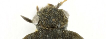 foto: Pavel Krásenský / Biologické centrum AV ČR, v. v. i.