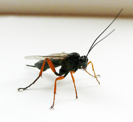 Experiment s parazitickými vosičkami vedl vědce k závěru, že nestačí chránit cílový druh, například jednoho predátora, ale chránit je potřeba prakticky všechny.