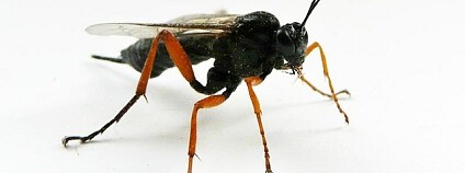 Foto: Carron Brown / Flickr