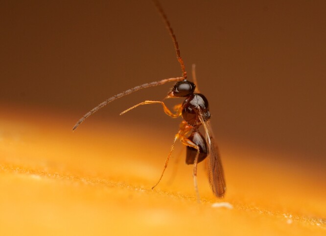 Parazitická vosička eptopilina boulardi