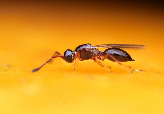 Parazitická vosička