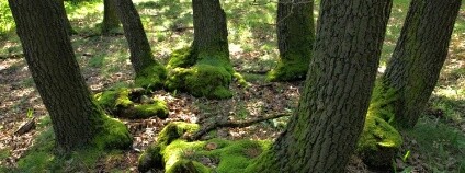 Foto:  Robert Stejskal / NP Podyjí