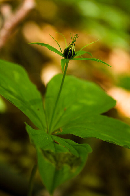 Mezi rostliny s gigantickými genomy patří třeba vraní oko čtyřlisté. Drobná bylina má v buňkách 58,8 miliardy bází DNA, tedy asi dvacet krát více, než je tomu u člověka. Například genom dubu je oproti vranímu oku pětašedesát krát menší.