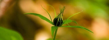 Vraní oko čtyřlisté Foto: Jan Stefka Flickr.com