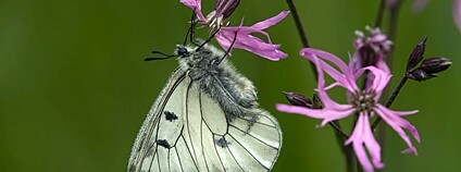 Jasoň dymnivkový Foto: Paweł Walkiewicz Flickr